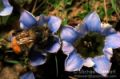 Bumblebee, Namche Bazar